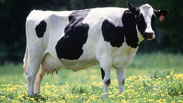 A Grazing Cow